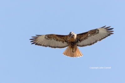 Buteo-jamaicensis;Hawk;Red-tailed-Hawk;flight